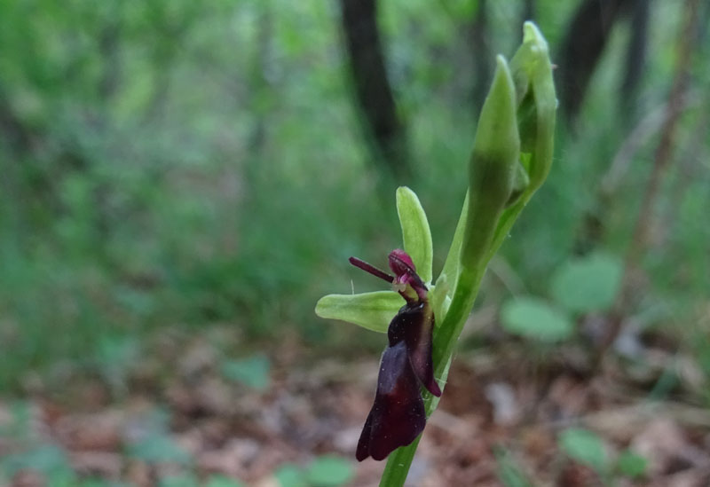 Ophrys insectifera subsp. insectifera